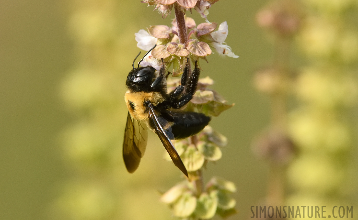 Xylocopa virginica [400 mm, 1/1000 sec at f / 9.0, ISO 1600]